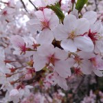 散りゆく直前の桜