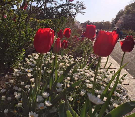 通路沿いの花壇にあるチューリップ