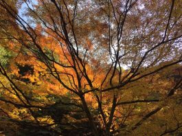 紅葉　箕面の滝道にて