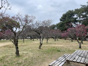 開花はこれから