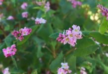 赤蕎麦の花