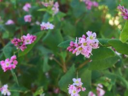 赤蕎麦の花