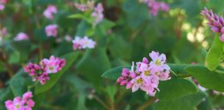 赤蕎麦の花