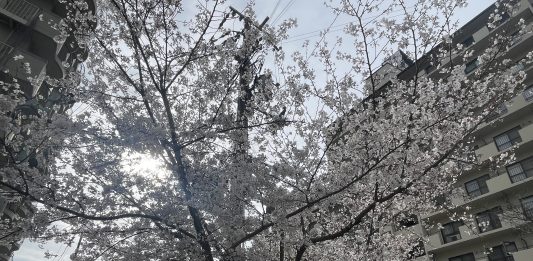 駅前の桜が満開でした。