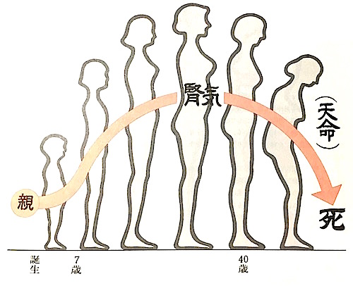 不妊症の東洋医学解説 /大阪の鍼灸治療家集団 一鍼堂